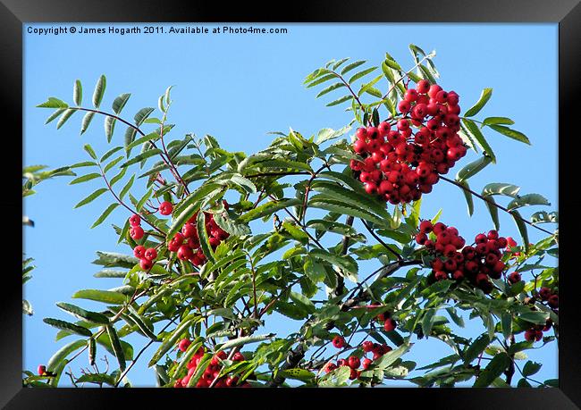 Rowan Berries Framed Print by James Hogarth