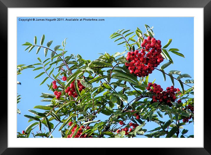 Rowan Berries Framed Mounted Print by James Hogarth