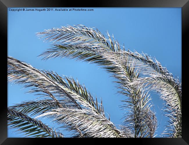 Palm Fronds in the Cyprus Sun Framed Print by James Hogarth