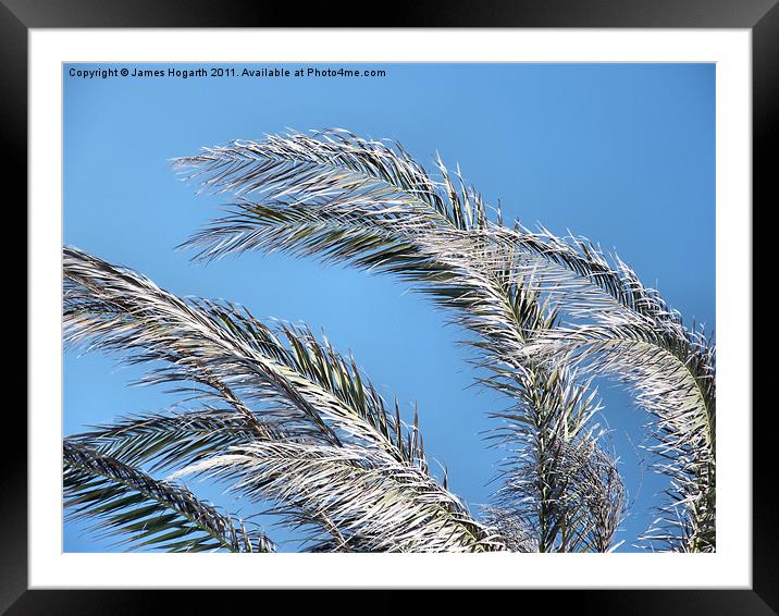 Palm Fronds in the Cyprus Sun Framed Mounted Print by James Hogarth