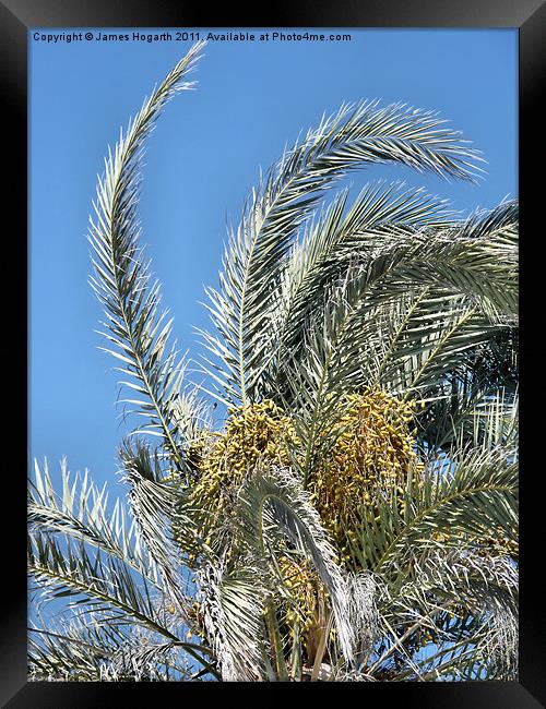 Cyprus Date Palm Framed Print by James Hogarth
