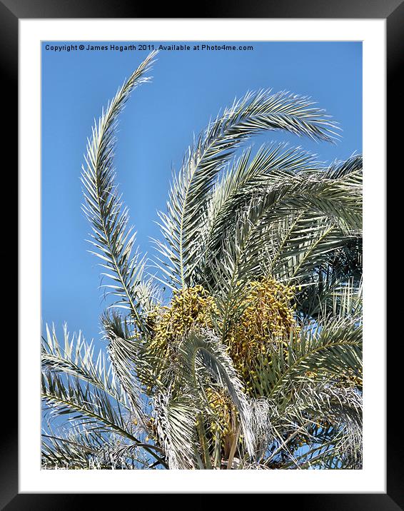 Cyprus Date Palm Framed Mounted Print by James Hogarth