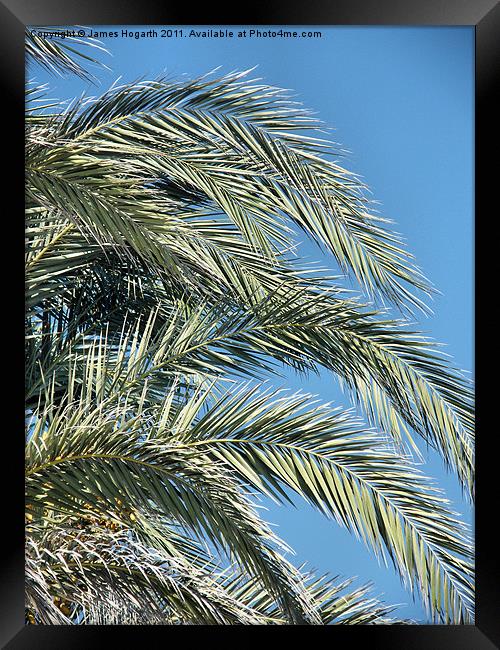 Date Palm Fronds Framed Print by James Hogarth