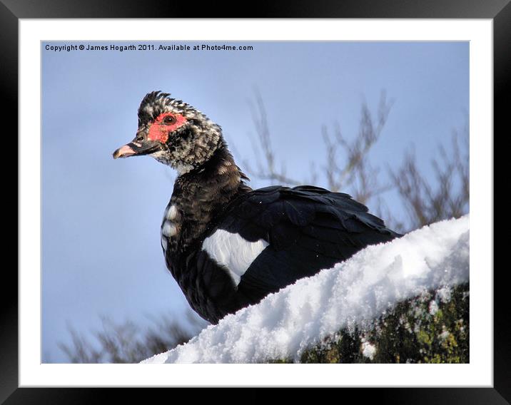 Winter Muscovy Framed Mounted Print by James Hogarth