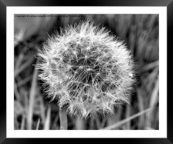 Dandelion Seed Head Framed Mounted Print by James Hogarth