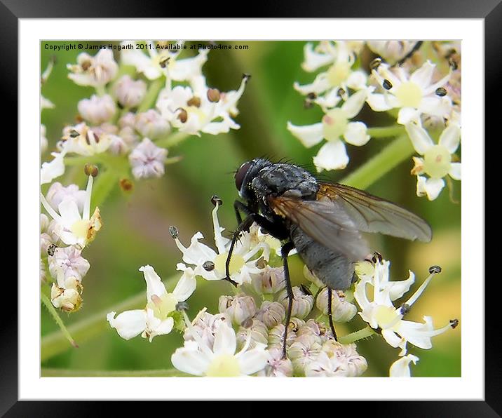 Fly on a Flower Framed Mounted Print by James Hogarth