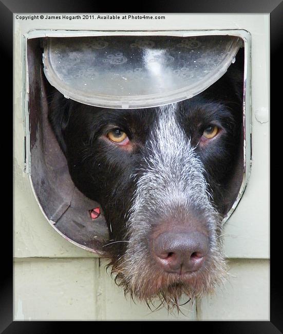 Dog in a Flap Framed Print by James Hogarth