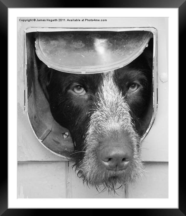 B & W Dog in a Flap Framed Mounted Print by James Hogarth