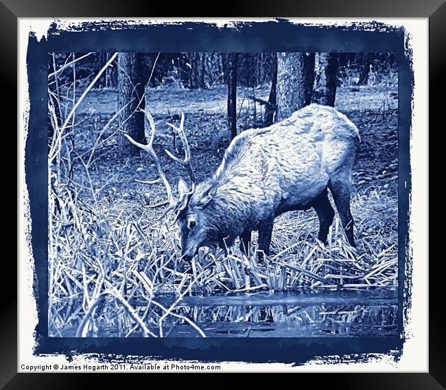 Blue Grazing Elk Framed Print by James Hogarth