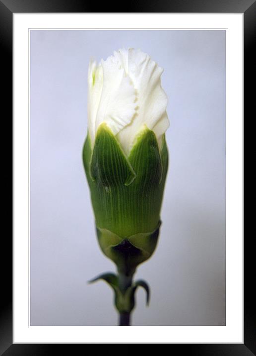 Cream Carnation Framed Mounted Print by michelle stevens