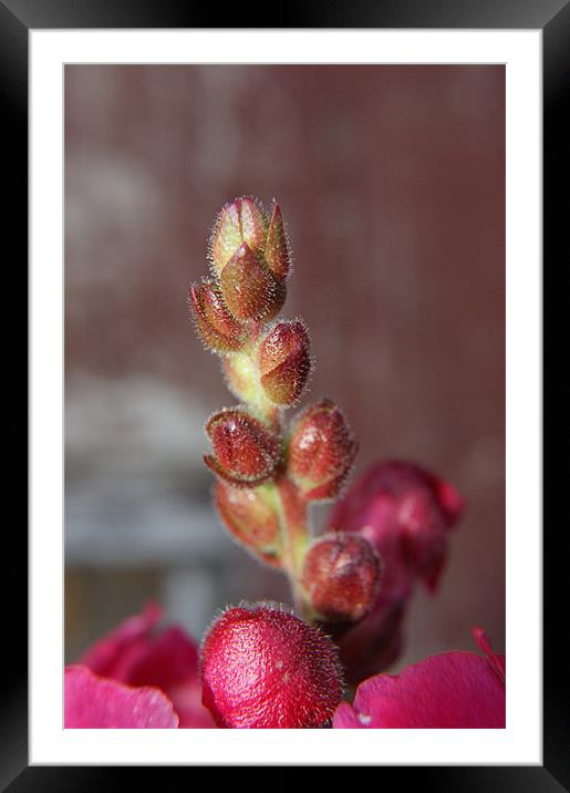 Budding Beauty Framed Mounted Print by michelle stevens