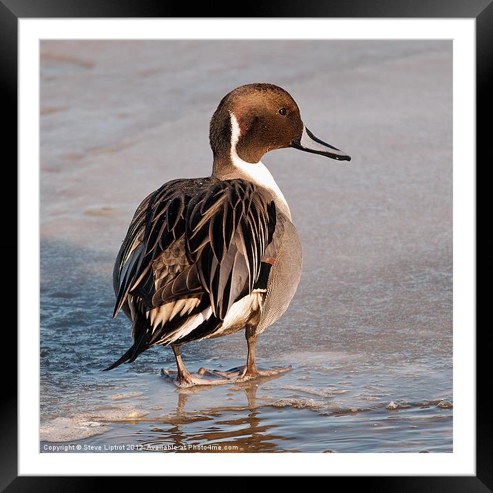 Northern Pintail (Anas acuta) Framed Mounted Print by Steve Liptrot