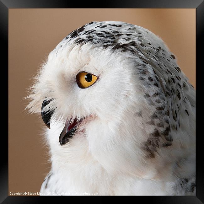 Snowy Owl (Bubo scandiacus) Framed Print by Steve Liptrot