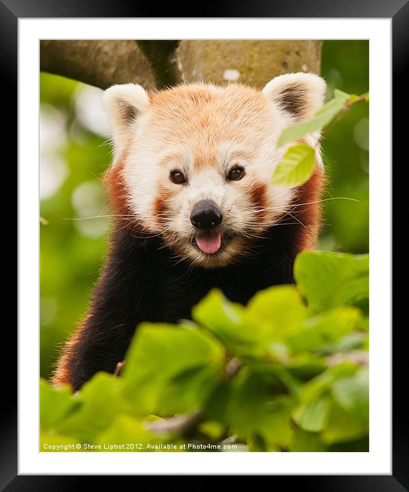 Red panda (Ailurus fulgens) Framed Mounted Print by Steve Liptrot