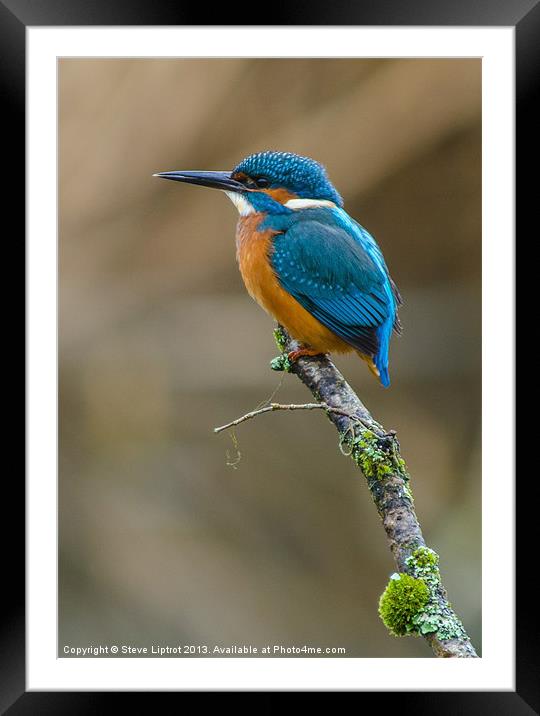 The Common Kingfisher (Alcedo atthis) Framed Mounted Print by Steve Liptrot