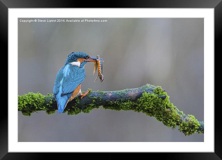  The common kingfisher (Alcedo atthis) Framed Mounted Print by Steve Liptrot