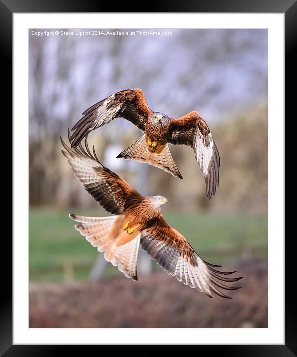  Red kites (Milvus milvus) Framed Mounted Print by Steve Liptrot