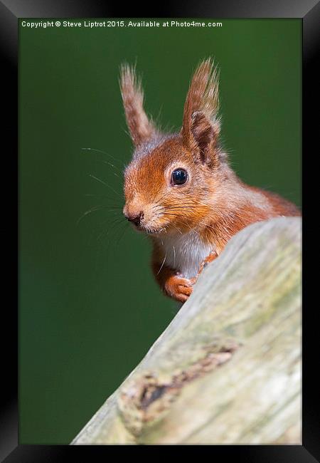  Red squirrel (Sciurus vulgaris) Framed Print by Steve Liptrot