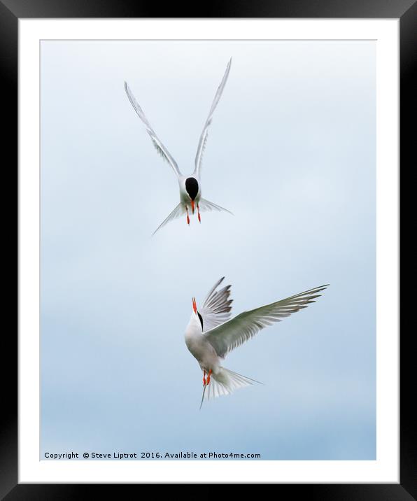 Common Terns Framed Mounted Print by Steve Liptrot