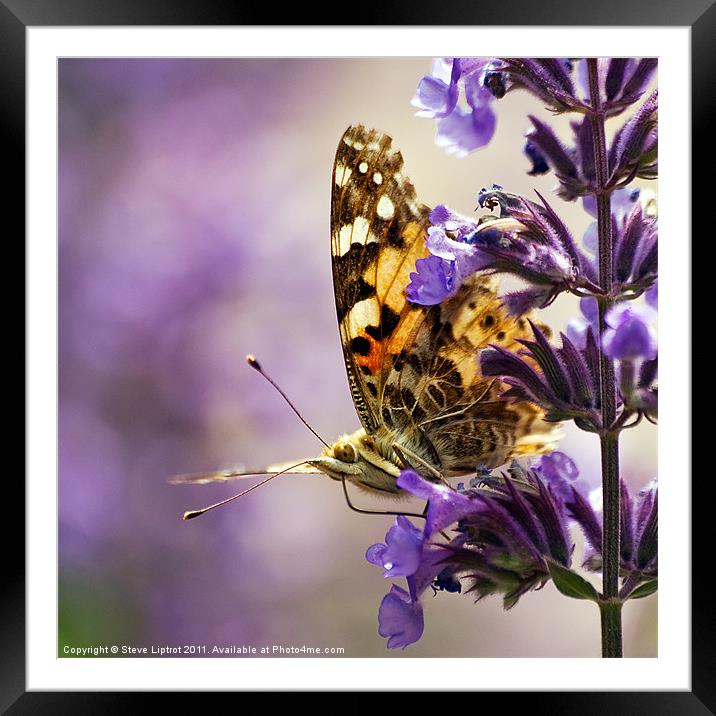 Painted Lady Framed Mounted Print by Steve Liptrot