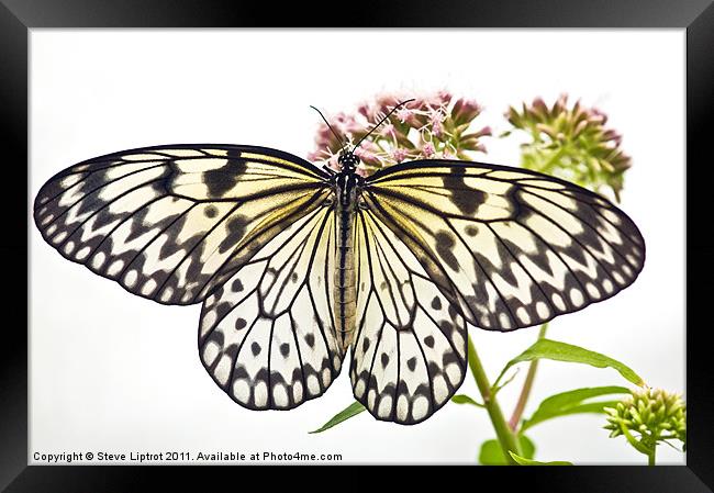 Paper Kite butterfly (Idea leuconoe) Framed Print by Steve Liptrot