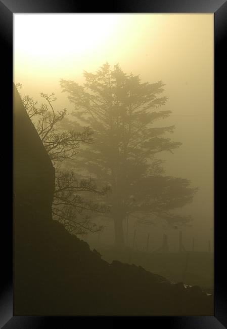 Tree in the mist Framed Print by Cel Jones