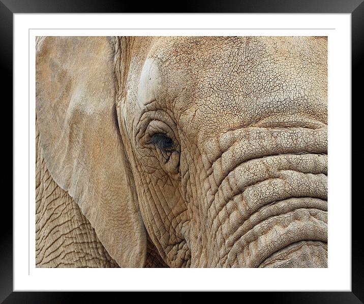 Elephant Framed Mounted Print by Karen Steel