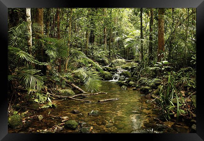 Australian Rainforest Framed Print by David McLean