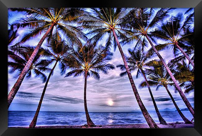 Beach Palms Framed Print by David McLean