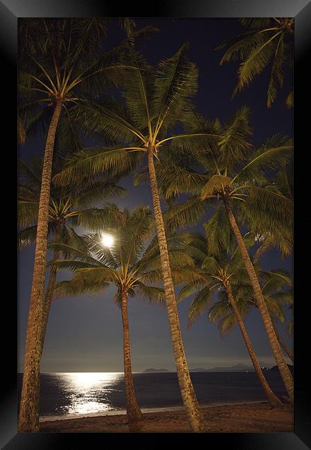 Moon Palms Framed Print by David McLean