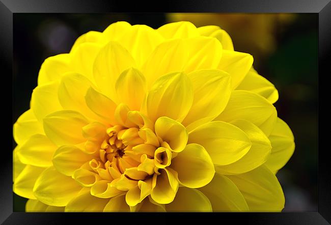 Yellow Dahlia Framed Print by Kevin Tate