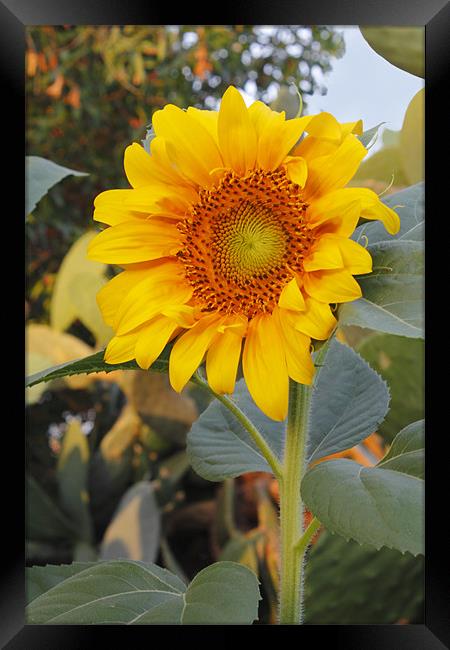 Sunflower Framed Print by Kevin Tate