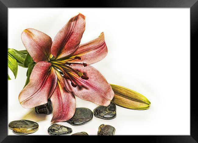 Lily Framed Print by Kevin Tate