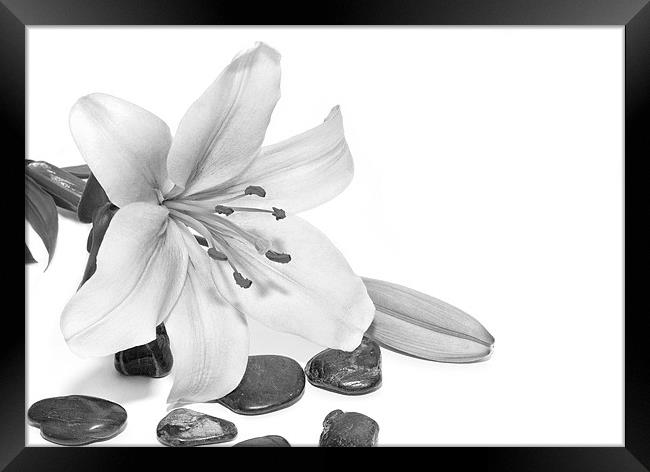 Lily Framed Print by Kevin Tate