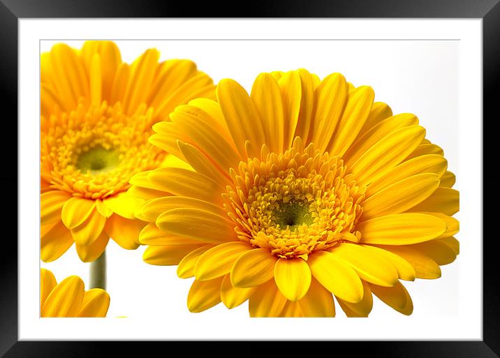 Gerbera Framed Mounted Print by Kevin Tate