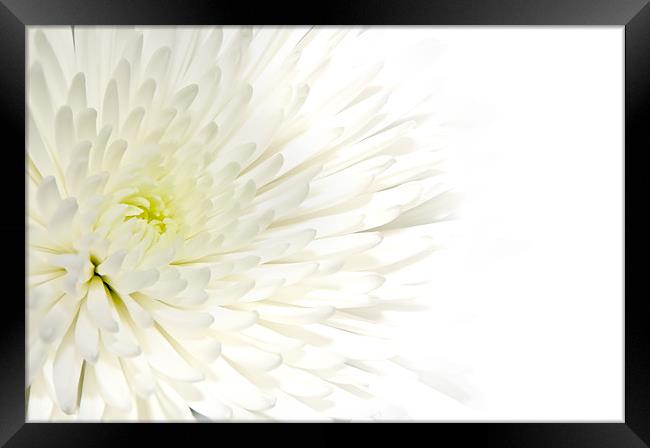 Chrysanthemum Framed Print by Kevin Tate