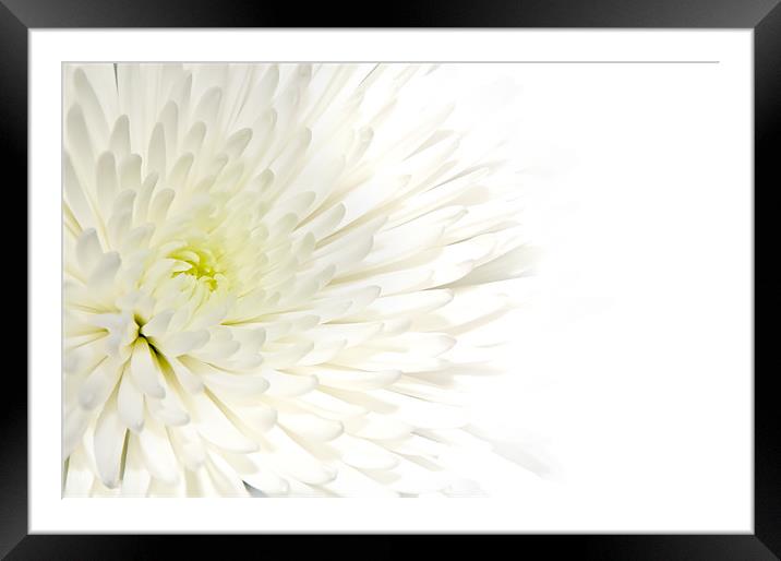 Chrysanthemum Framed Mounted Print by Kevin Tate