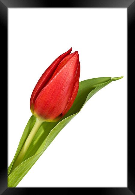 Tulip Bloom Framed Print by Kevin Tate