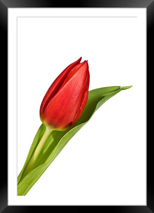 Tulip Bloom Framed Mounted Print by Kevin Tate