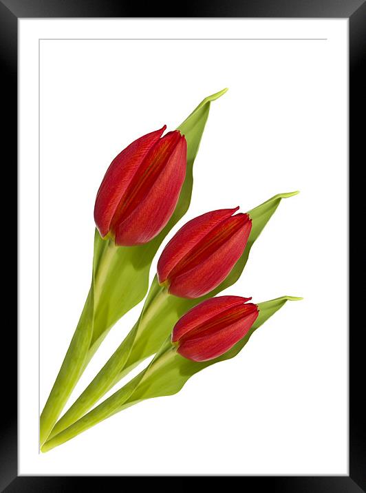 Fan of Tulips Framed Mounted Print by Kevin Tate