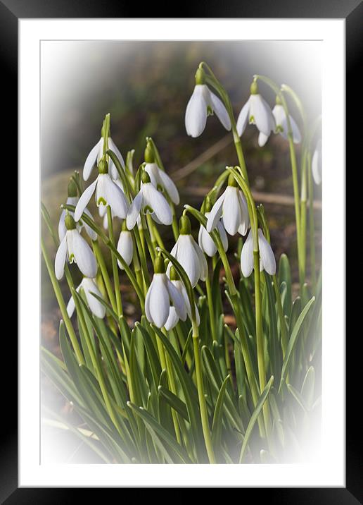 Snowdrops Framed Mounted Print by Kevin Tate