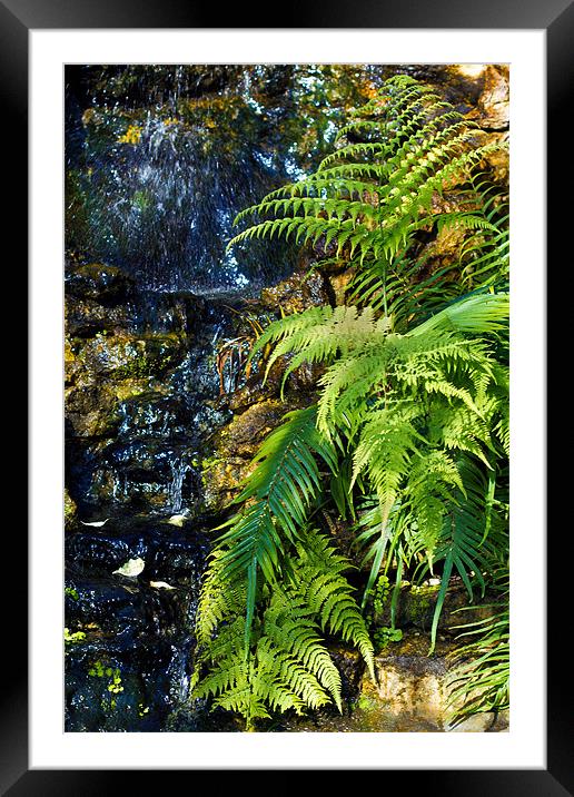 Green fern waterfall. Framed Mounted Print by Kevin Tate