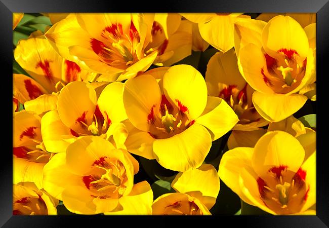 Easter Tulips Framed Print by Kevin Tate