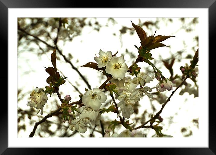 Bright Cherry Blossom Framed Mounted Print by Kevin Tate