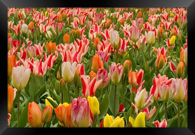 Field of Tulips Framed Print by Kevin Tate