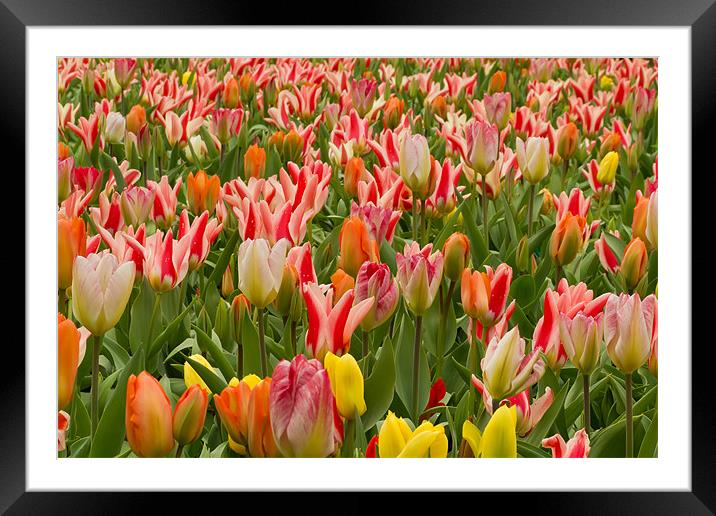 Field of Tulips Framed Mounted Print by Kevin Tate