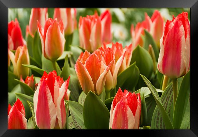 Tulips blooms Framed Print by Kevin Tate