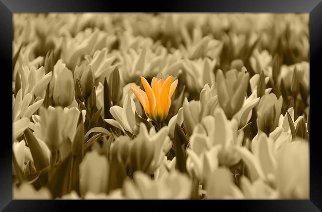 Yellow Tulips Isolation Framed Print by Kevin Tate