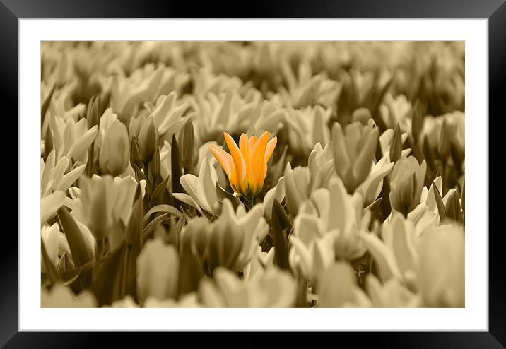 Yellow Tulips Isolation Framed Mounted Print by Kevin Tate