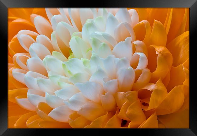 Orange Dahlia Framed Print by Kevin Tate